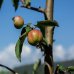 Okrasná jabloň (Malus) ´EVERESTE´ - výška 200-250 cm, obvod kmeňa 6/8 cm, kont. C18L